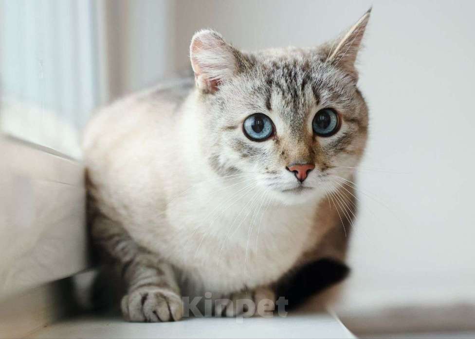 Кошки в Москве: Тайского котика выбросили хозяева. Срочный поиск дома! Мальчик, Бесплатно - фото 2