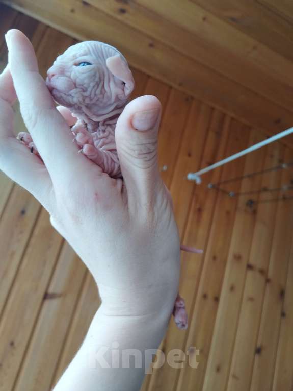 Кошки в Кировске (Мурманская область): Канадский сфинкс котята Мальчик, 50 000 руб. - фото 9