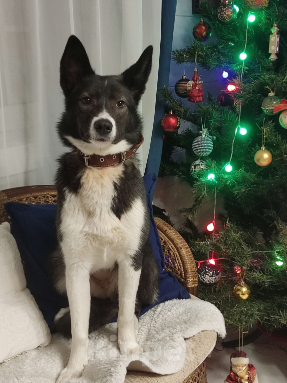 Собаки в Санкт-Петербурге: Щенок в добрые руки Девочка, Бесплатно - фото 9