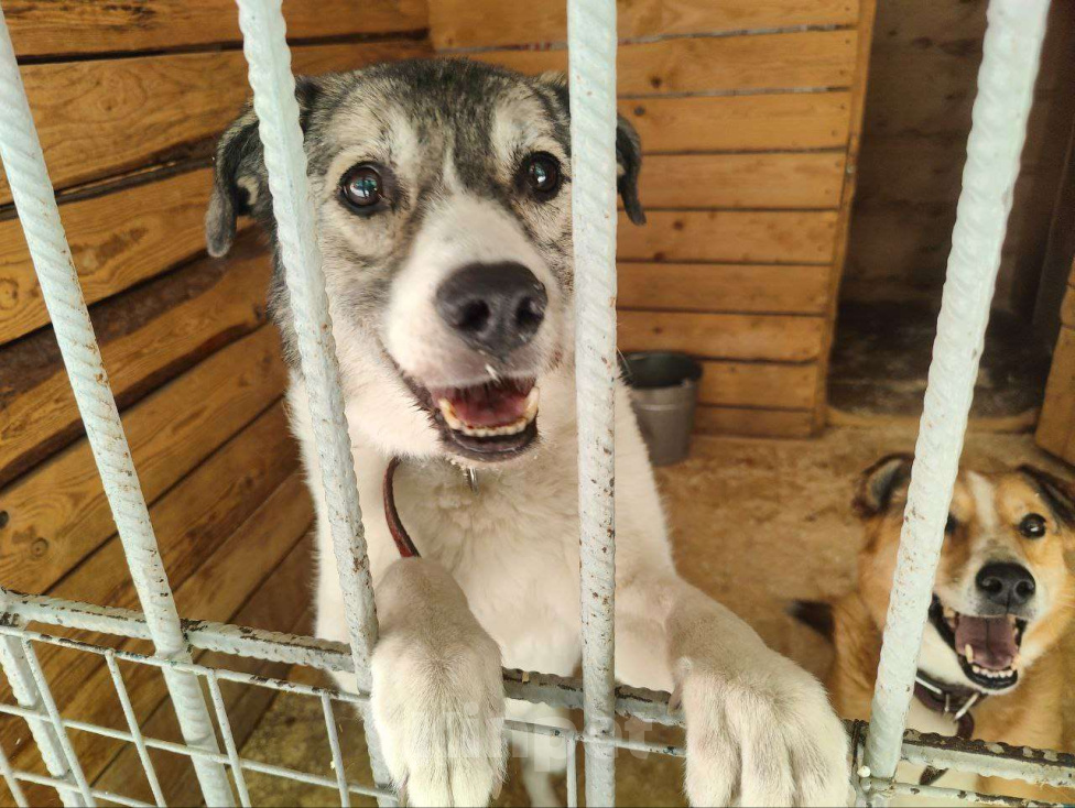 Собаки в Москве: Добрая собака Варя ищет дом Девочка, Бесплатно - фото 5