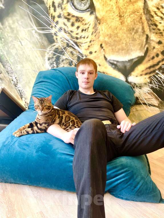 Кошки в Новосибирске: Клубные ласковые бенгальские котята мальчики Мальчик, 20 000 руб. - фото 7