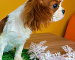 Собаки в Твери: Мальчики Кавалер Кинг Чарльз Спаниели Мальчик, 40 000 руб. - фото 1