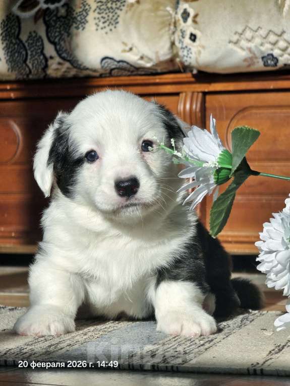 Собаки в Люберцах: Корги Мальчик, Бесплатно - фото 5