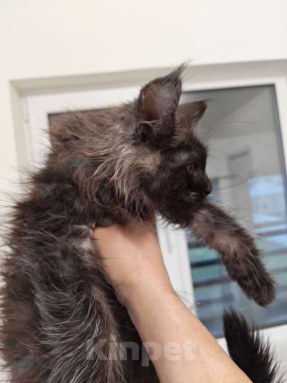 Кошки в Павловском Посаде: Мейн-кун мальчик 2 месяца Мальчик, 37 000 руб. - фото 3