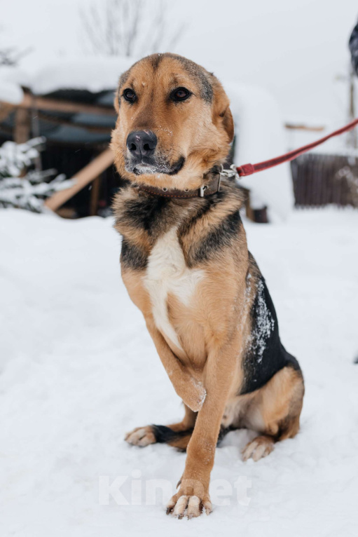 Собаки в Москве: особенный пёсик в поисках семьи Мальчик, Бесплатно - фото 5