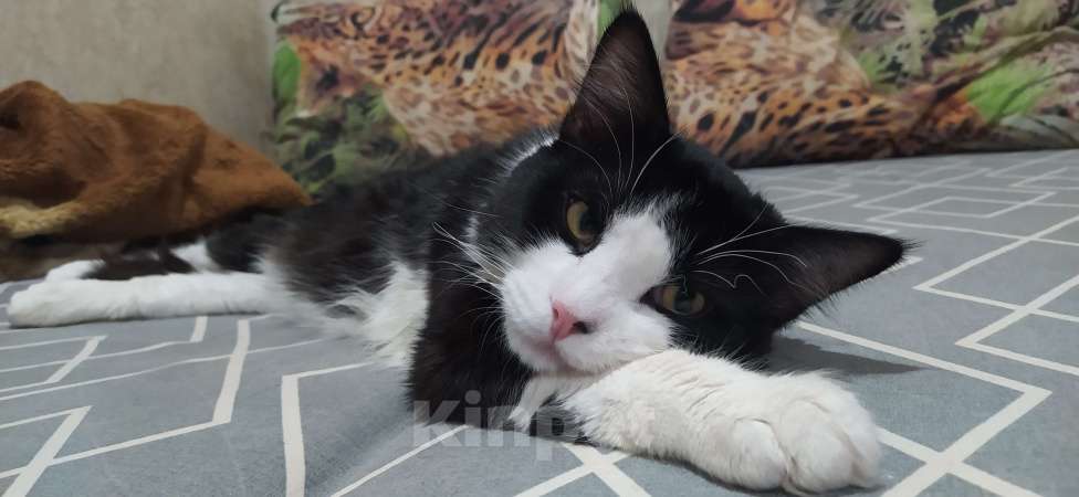 Кошки в Челябинске: Котёнок в добрые руки Мальчик, Бесплатно - фото 4