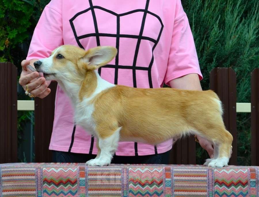 Собаки в Липецке: Липсиар Адамант Лекс Мальчик, Бесплатно - фото 4