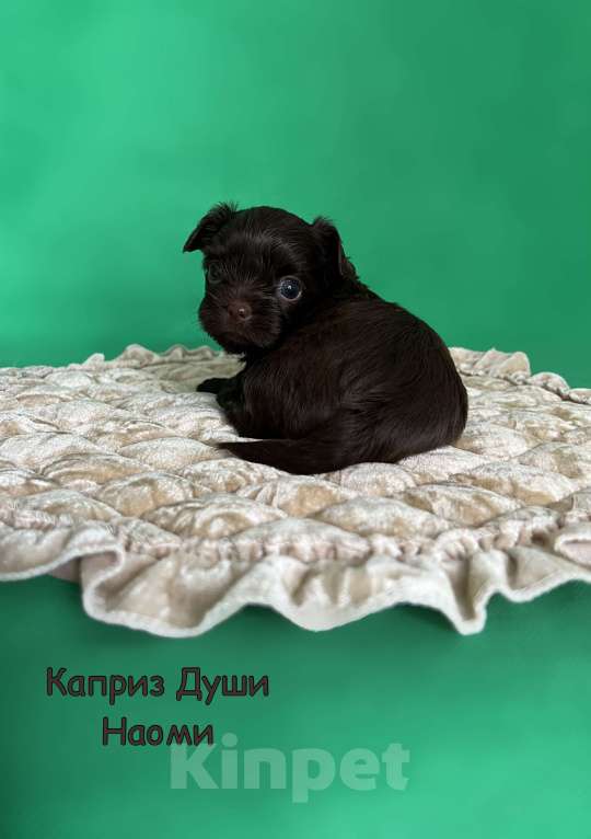 Собаки в Сосновом Бору: Девочка темный шоколад Наоми Девочка, 180 000 руб. - фото 2