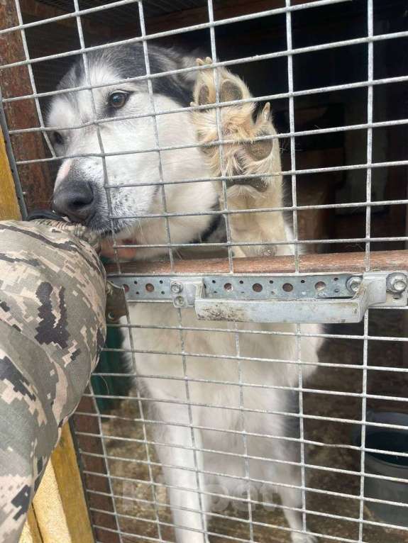 Собаки в Москве: Маламут Джесси в добрые и любящие руки Девочка, Бесплатно - фото 5