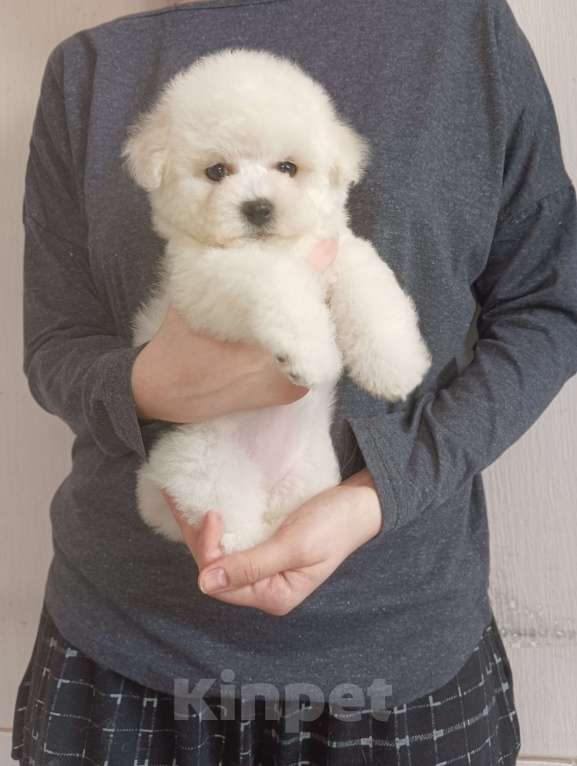 Собаки в Москве: Бишон фризе белоснежная девочка Девочка, 120 000 руб. - фото 4