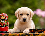 Собаки в Москве: Палевый щенок Лабрадора от родителей Чемпионов Девочка, Бесплатно - фото 2