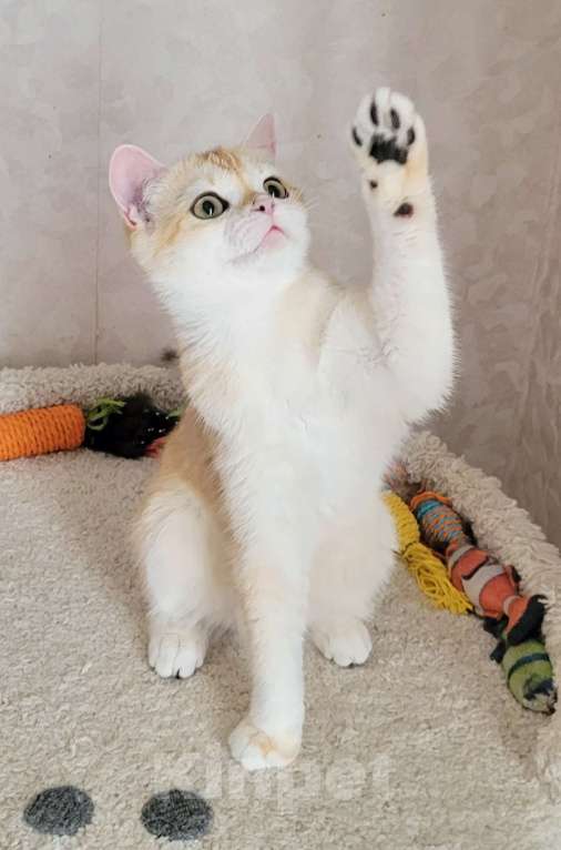 Кошки в Москве: Malvina MilkaMax  Девочка, 30 000 руб. - фото 5