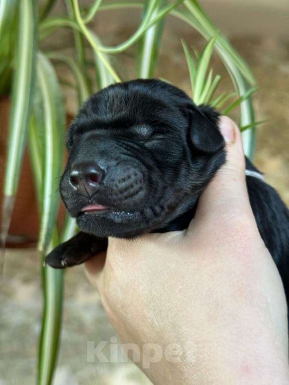 Собаки в Санкт-Петербурге: Щенок добермана в питомнике Версаль Манифик Мальчик, 130 000 руб. - фото 8