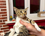 Кошки в Москве: Котёнок Масяня ищет дом Девочка, Бесплатно - фото 5