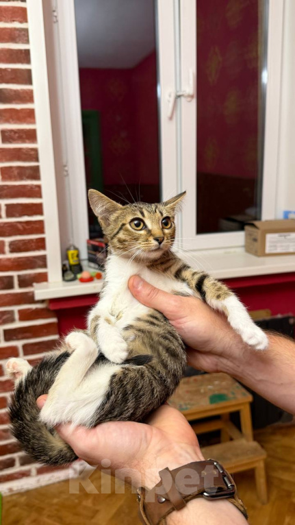 Кошки в Москве: Котёнок Масяня ищет дом Девочка, Бесплатно - фото 5