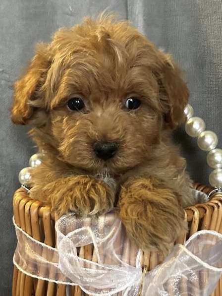 Собаки в Москве: Мультипул ф-1 мини Мальчик, 130 000 руб. - фото 1