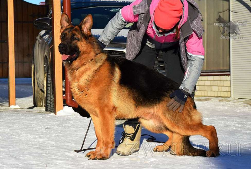 Собаки в Вологде: Щенки немецкой овчарки РКФ Девочка, Бесплатно - фото 4