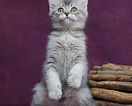 Кошки в Барнауле: Шотландский котик-страйт Юстас🤍 Мальчик, Бесплатно - фото 5