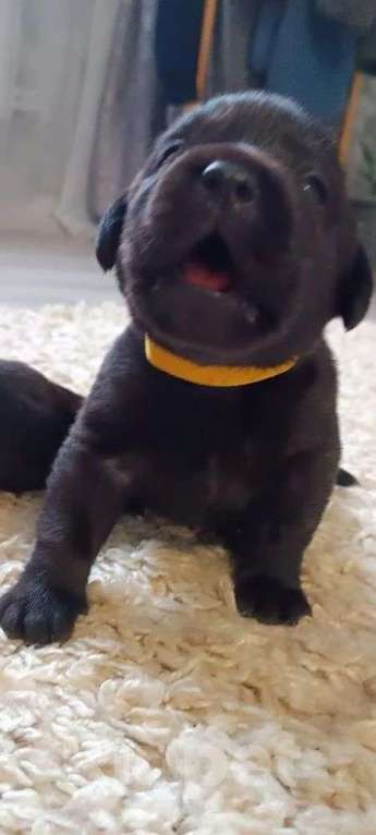 Собаки в других городах Московской области: Лабрадор ретривер Мальчик, 55 000 руб. - фото 8