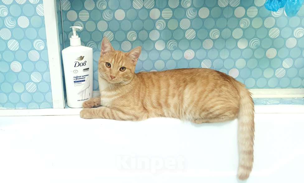 Кошки в других городах Московской области: Потерялся кот Персик Мальчик, 1 000 руб. - фото 2