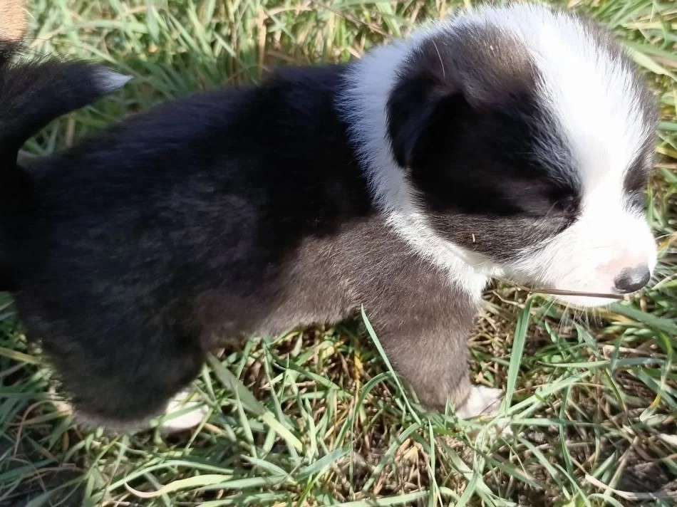 Собаки в других городах Краснодарского края: Красивая девочка, с белыми носочками Девочка, Бесплатно - фото 1