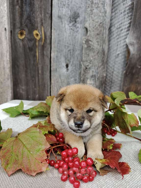 Собаки в Москве: Девчонка сиба ину Девочка, 50 000 руб. - фото 5