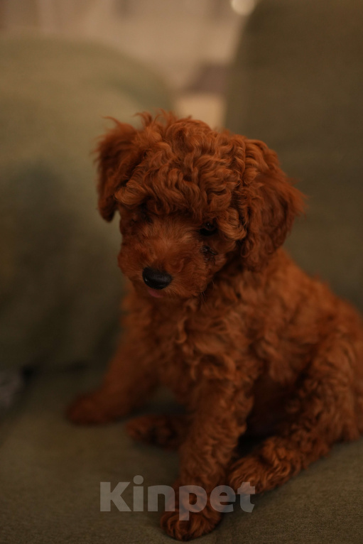 Собаки в Москве: Мальтипу Мальчик, 55 000 руб. - фото 1