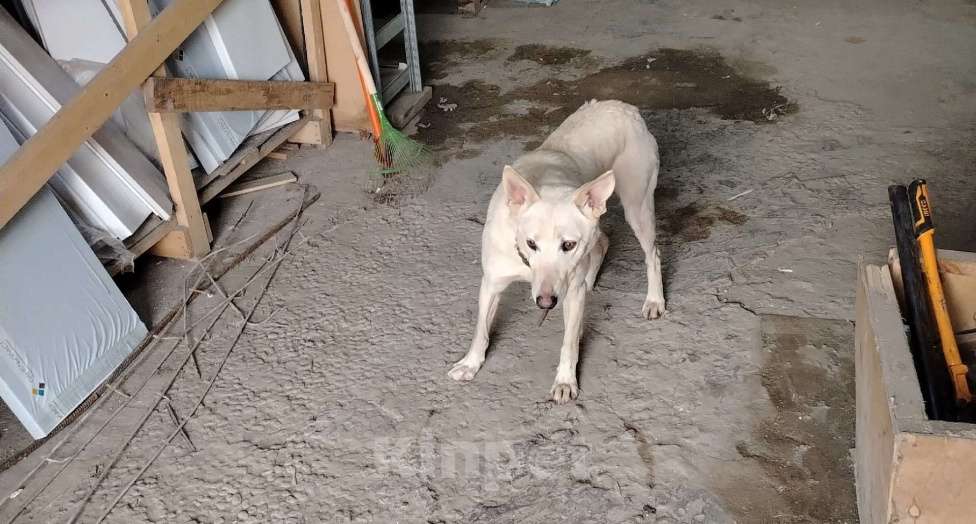 Собаки в Калуге: ПРОПАЛА СОБАКА!!!! Девочка, Бесплатно - фото 1