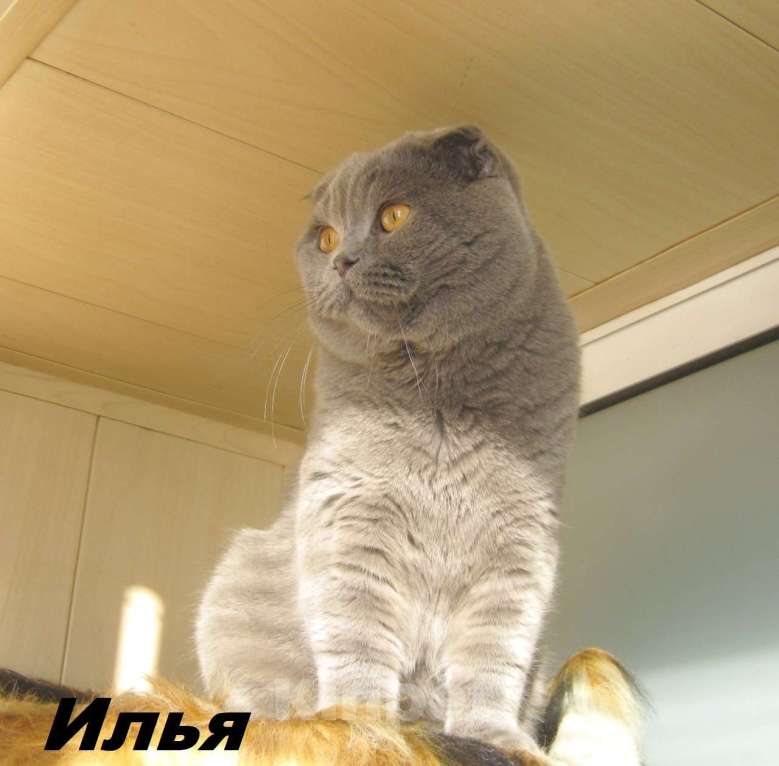 Кошки в Санкт-Петербурге: шотландский голубой фолд Мальчик, Бесплатно - фото 4