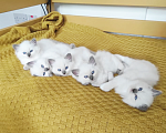 Кошки в Москве: Ragdoll малышки Девочка, 60 000 руб. - фото 1
