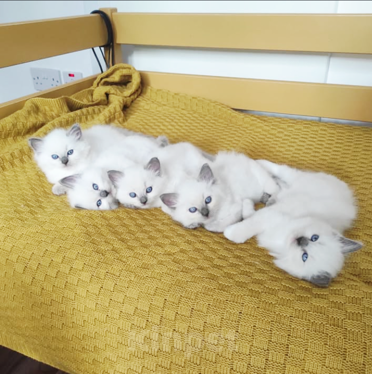 Кошки в Москве: Ragdoll малышки Девочка, 60 000 руб. - фото 1