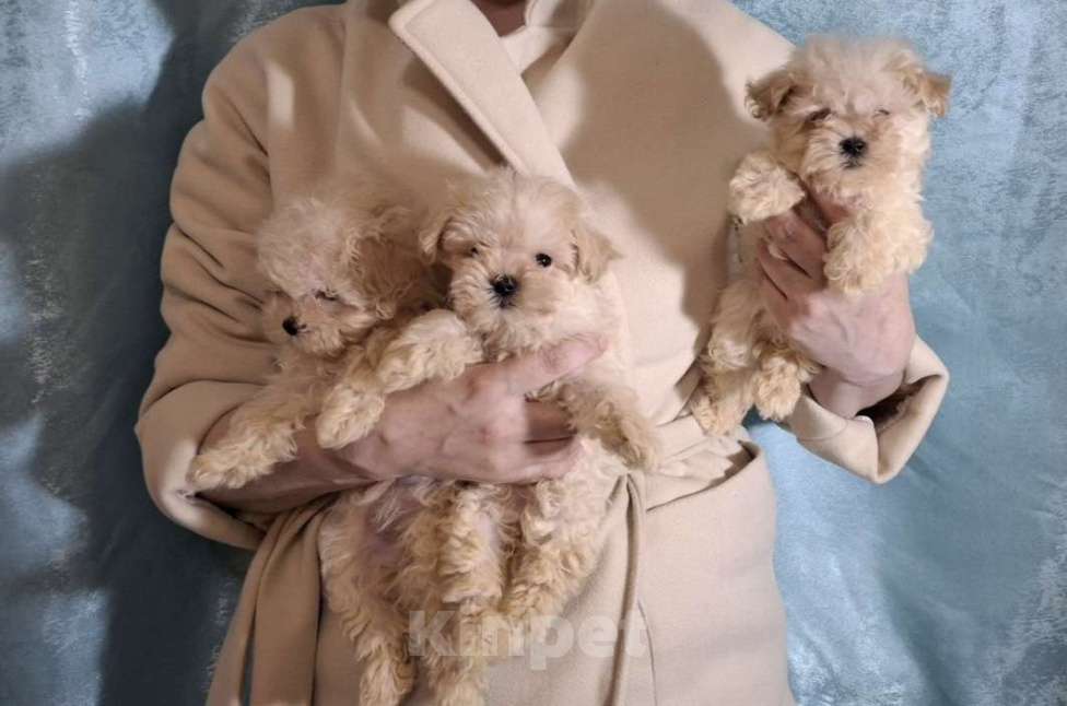 Собаки в Москве: Мальтипу мини и микро  Девочка, 65 000 руб. - фото 2