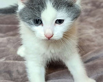 Кошки в Липецке: 2 милых котёнка ищут семью! Мальчик, 10 руб. - фото 6