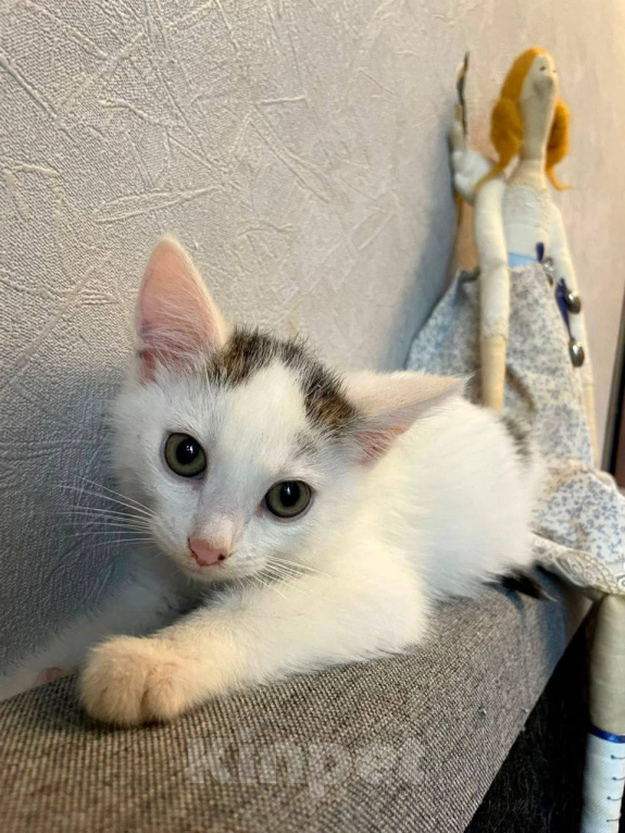 Кошки в Москве: Котенок Семен ищет дом Мальчик, Бесплатно - фото 4