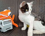 Кошки в Москве: Ласковый котенок Симба ищет дом Мальчик, Бесплатно - фото 5