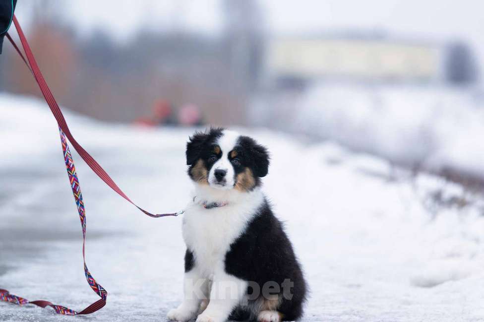 Собаки в Москве: Миниатюрная американская овчарка (мини-аусси) Мальчик, 100 000 руб. - фото 4