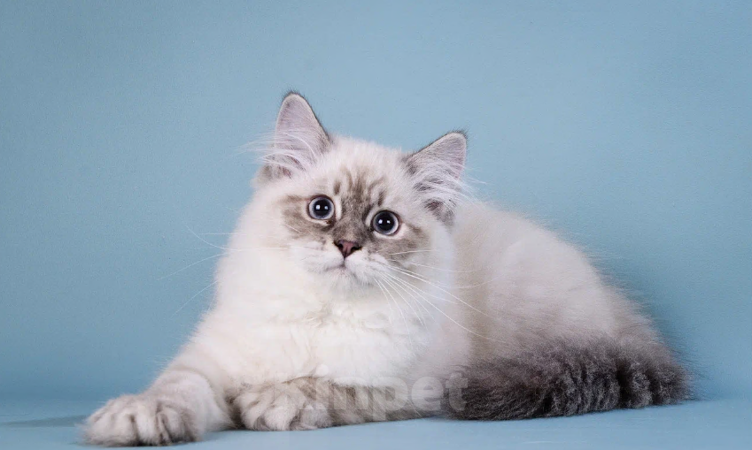 Кошки в Москве: Девочка блю-тебби-пойнт Девочка, 60 000 руб. - фото 1