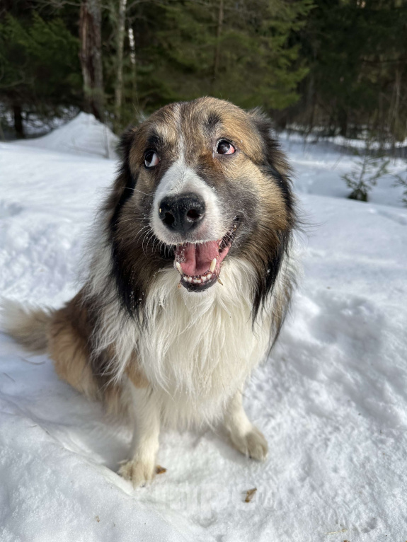 Собаки в Москве: Взрослый пес Бордер-колли в добрые руки Мальчик, Бесплатно - фото 1
