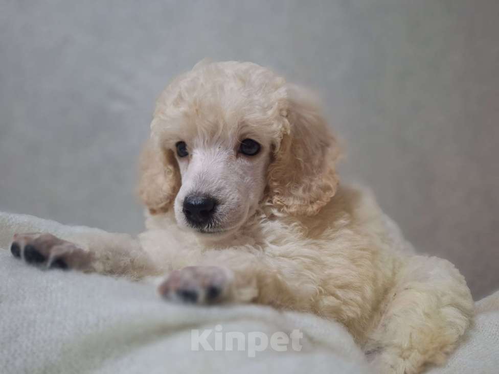 Собаки в Санкт-Петербурге: Девочка среднего пуделя,белого окраса Девочка, 150 руб. - фото 2