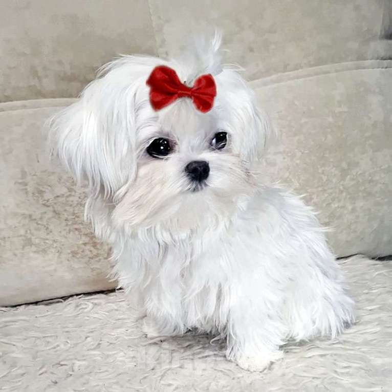 Собаки в Москве: мальтезе мини девочка Девочка, 150 000 руб. - фото 1