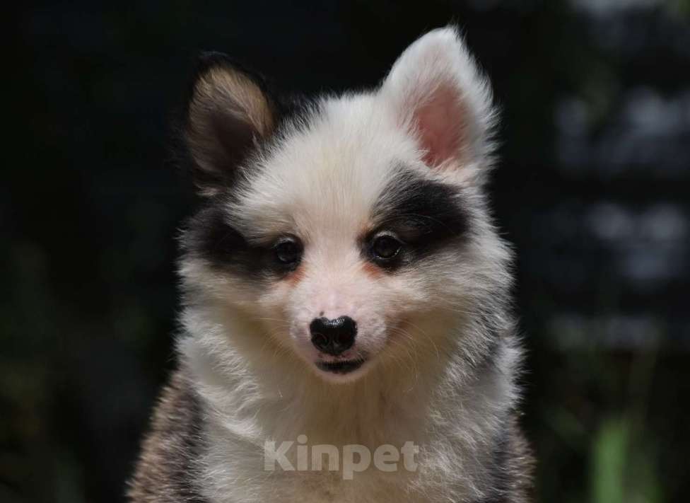 Собаки в Москве: Ненецкая оленегонная лайка. Помет «А». Сука Unmay no Akay Ito ALEKSA Девочка, 60 000 руб. - фото 8
