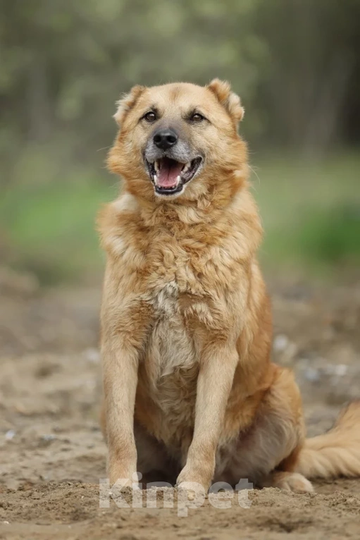 Собаки в Москве: Классный Бренд ищет дом Мальчик, Бесплатно - фото 3
