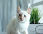 Кошки в Москве: Голубоглазый котенок Котя в добрые руки! Мальчик, 1 руб. - фото 5