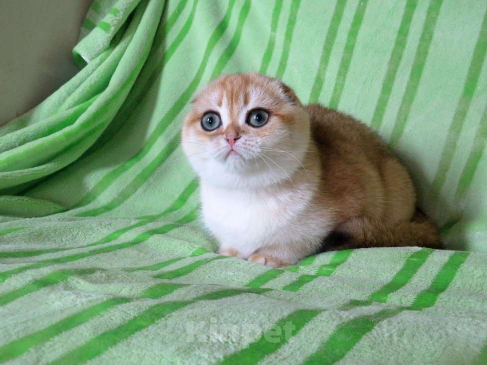 Кошки в Москве: роскошная золотая шиншилла Девочка, Бесплатно - фото 2