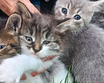 Кошки в Ногинске: Котята в добрые руки Разнополые, Бесплатно - фото 1