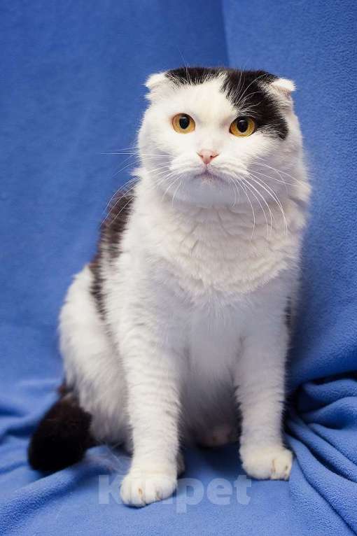 Кошки в Москве: Добрая ласковая вислоухая кошка Ксюшенька ищет дом Девочка, Бесплатно - фото 3