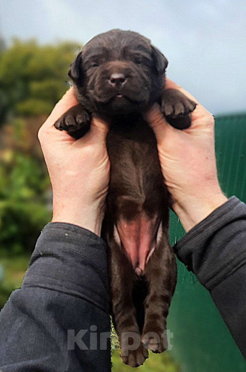 Собаки в других городах Московской области: Коричневые и чёрные щенки Лабрадора Девочка, 90 000 руб. - фото 5