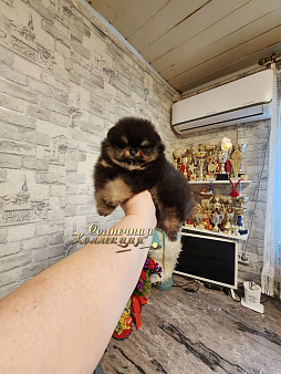 100% померанский шпиц мини мальчик
