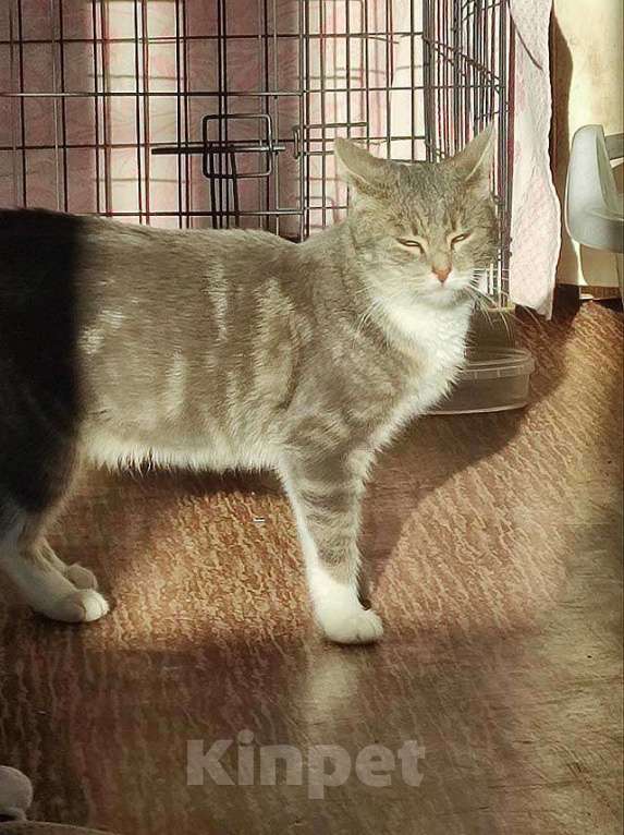 Кошки в Санкт-Петербурге: Мэй, серебристо-дымчатая кошечка, ищет свой дом Девочка, 10 руб. - фото 8