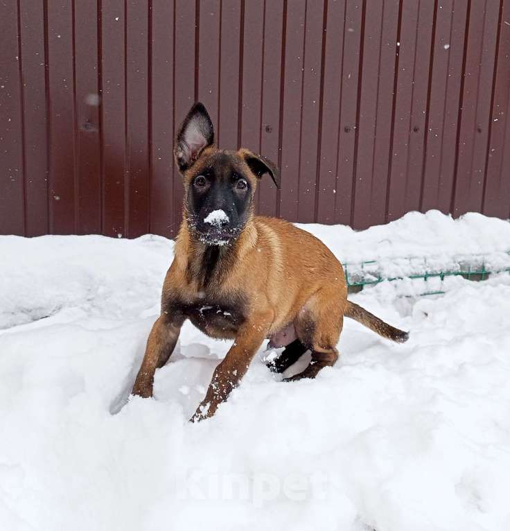 Собаки в Пятигорске: Бельгийская овчарка Малинуа Разнополые, 20 000 руб. - фото 4